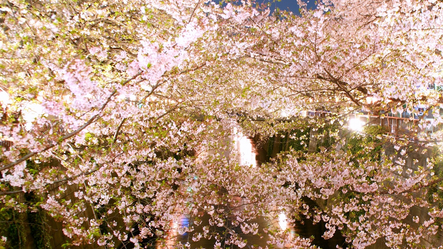 目黒川の桜ライトアップ18 桜エリアとお花見ができるレストラン お洒落なテイクアウトフードでピクニック Charmey